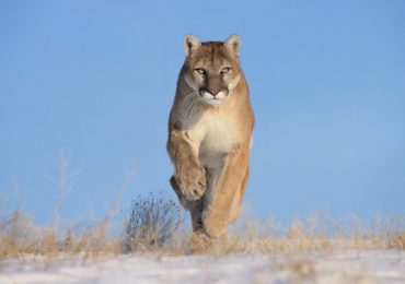 Puma, el animal