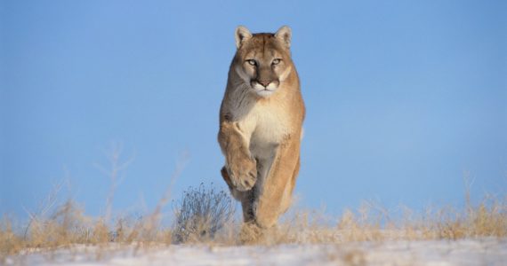 Puma, el animal