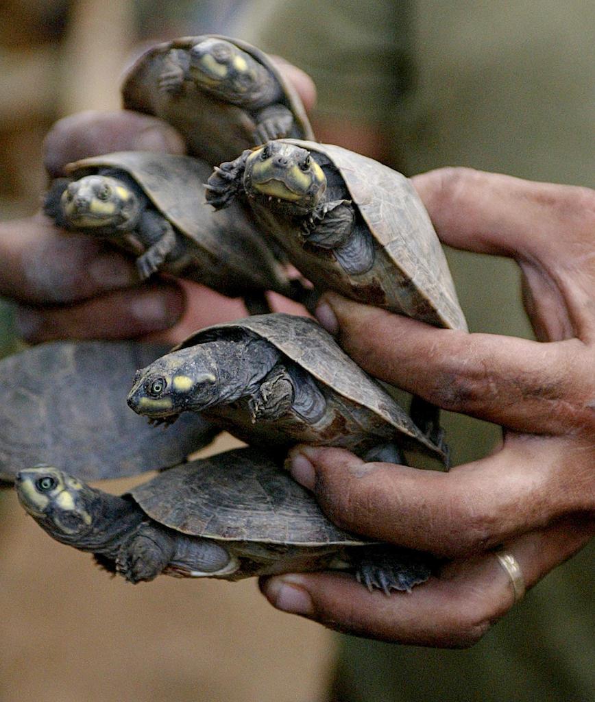 Pasivo grosor a pesar de Las madres tortuga 'hablan' con sus bebés antes de que nazcan para  protegerlos de los depredadores | National Geographic en Español