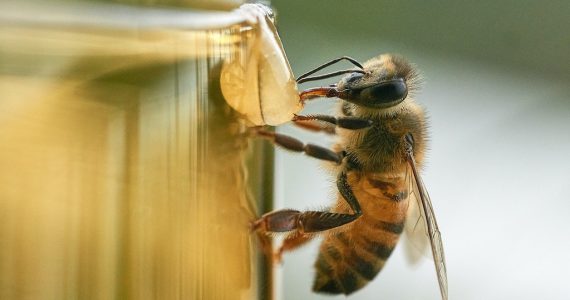 vacuna abejas