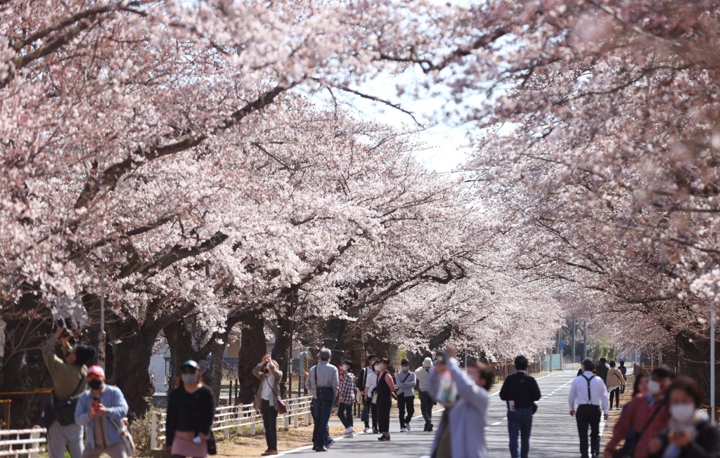 cerezos en Japón
