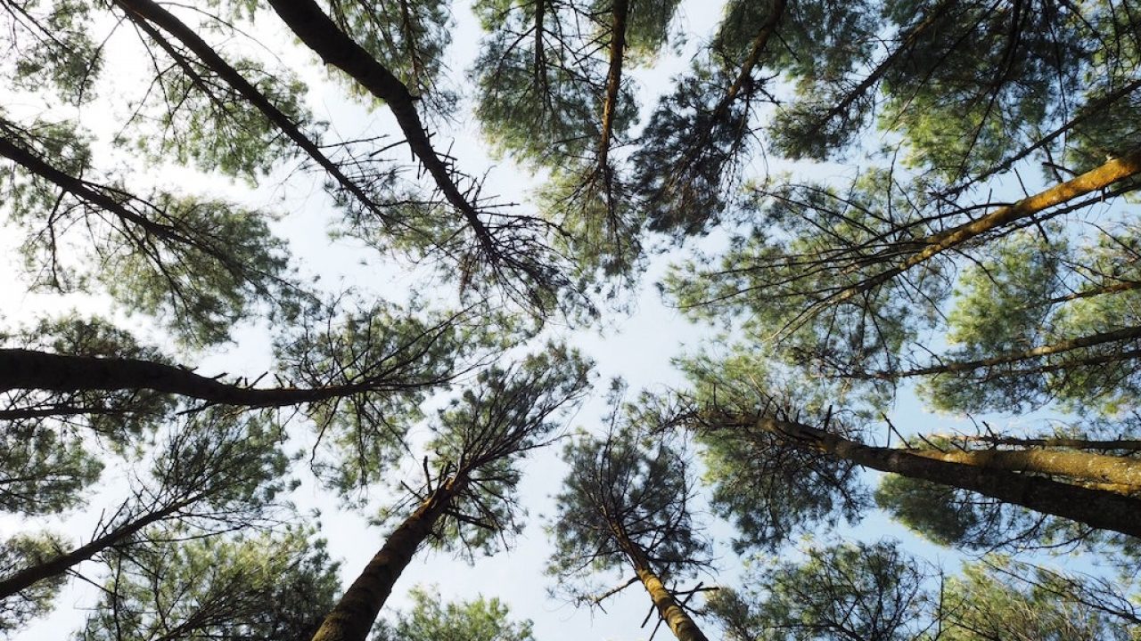 Descubren que los árboles «hablan entre sí» en la profundidad de los  bosques a través de una red subterránea | National Geographic en Español