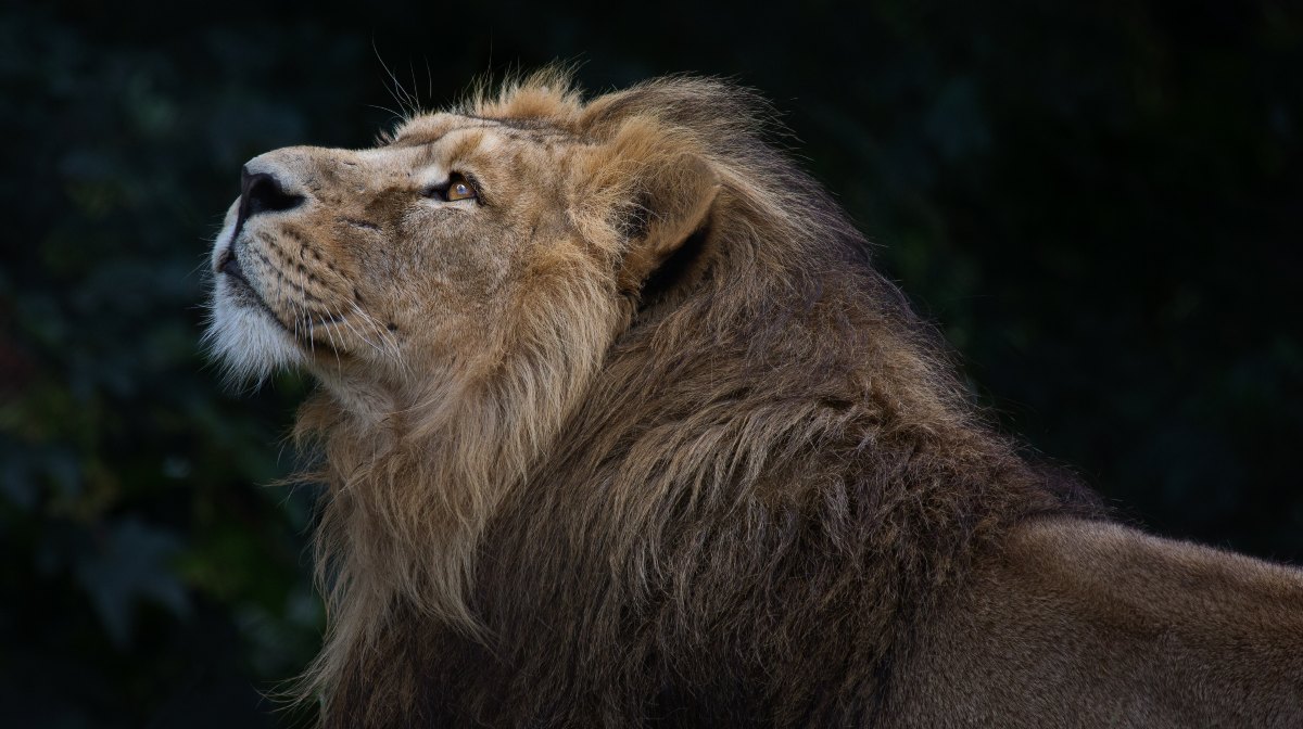 Así es el león, el indomable rey de la sabana que sigue perdiendo  territorios en África | National Geographic en Español