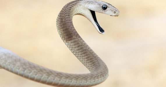 Mamba negra serpiente