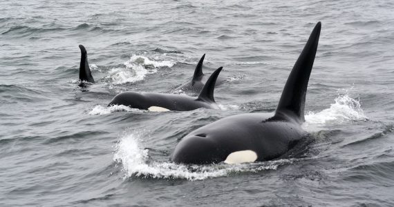 orcas cacería