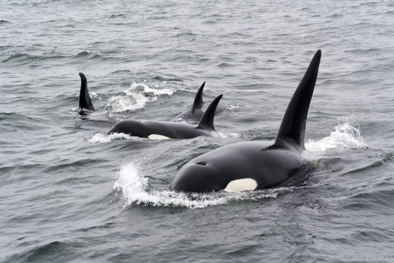 orcas cacería