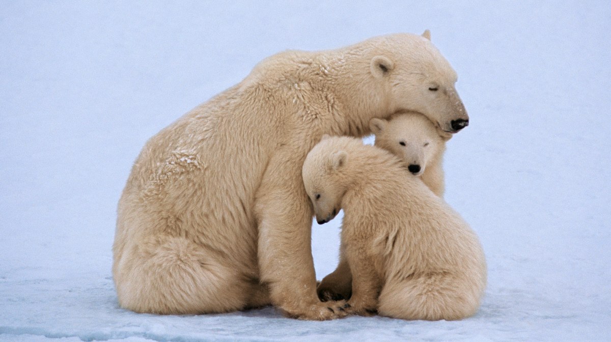 Oso polar, la icónica especie del Ártico que enfrenta al cambio climático