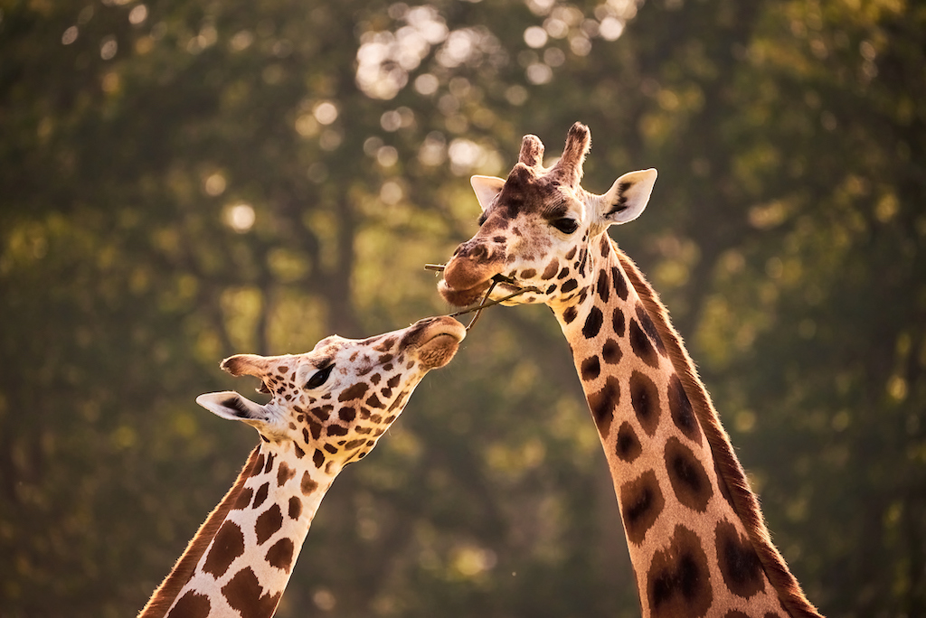 Enamorados por la orina: la sexualidad de las jirafas es mucho más extraña  de lo que se pensaba | National Geographic en Español