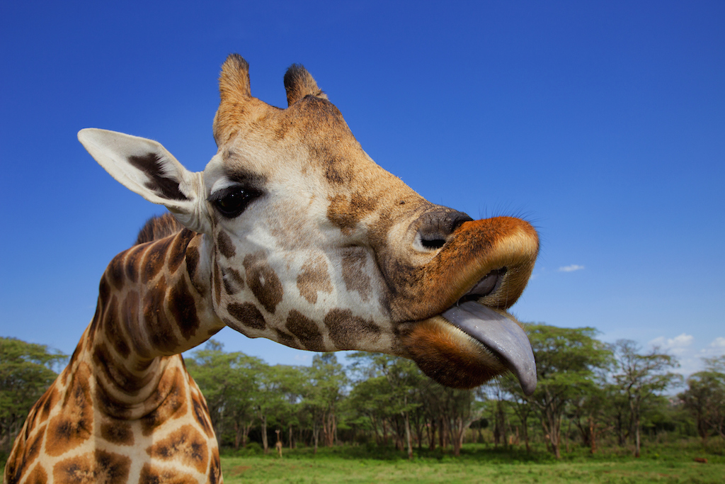 Enamorados por la orina: la sexualidad de las jirafas es mucho más extraña  de lo que se pensaba | National Geographic en Español