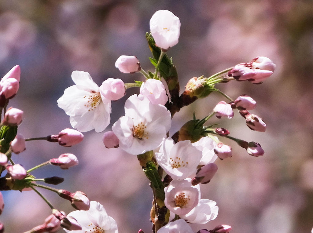 La temporada de cerezos en Japón se acerca y así podrás verlos en toda su  gloria este 2023 | National Geographic en Español