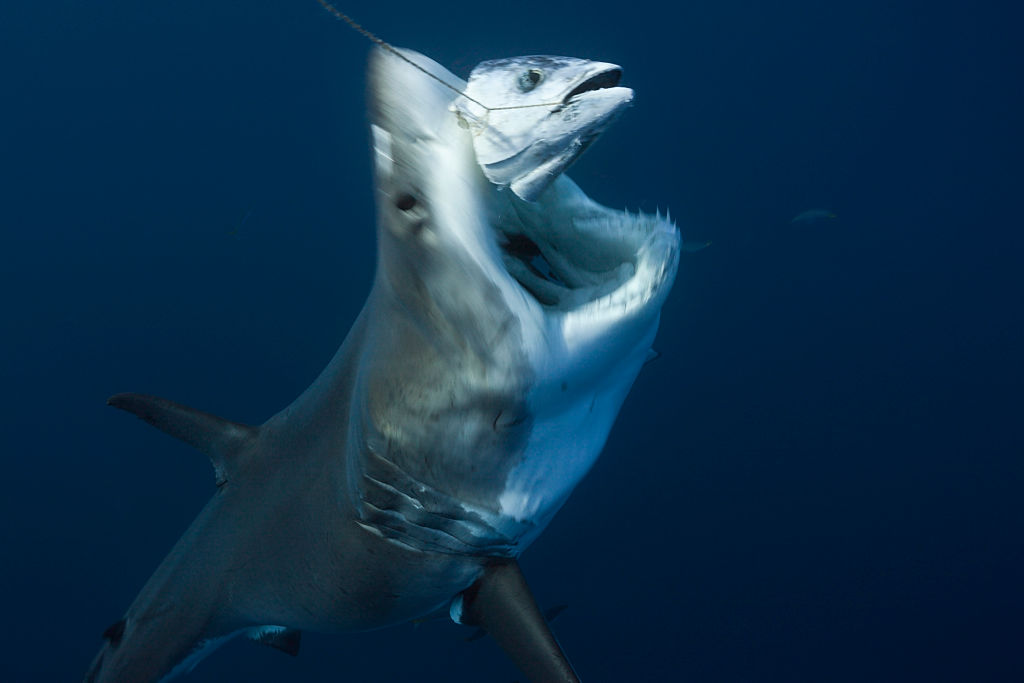 tiburones blancos isla Guadalupe