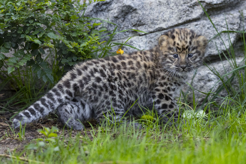 leopardo de Amur
