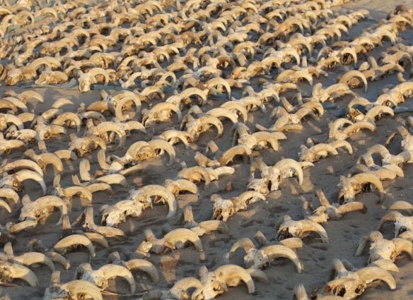 cráneos de carnero