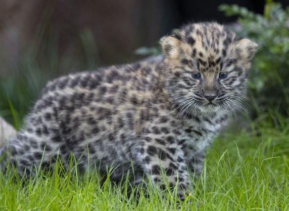 leopardo de Amur