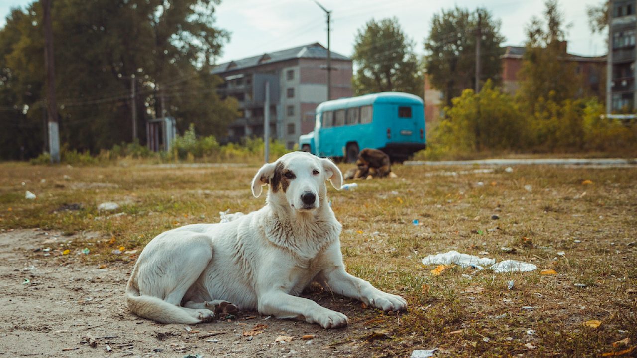 Descubren que los perros en Chernóbil sufrieron modificaciones genéticas y  así viven ahora | National Geographic en Español