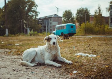 perros de Chernóbil