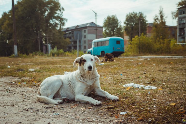 perros de Chernóbil