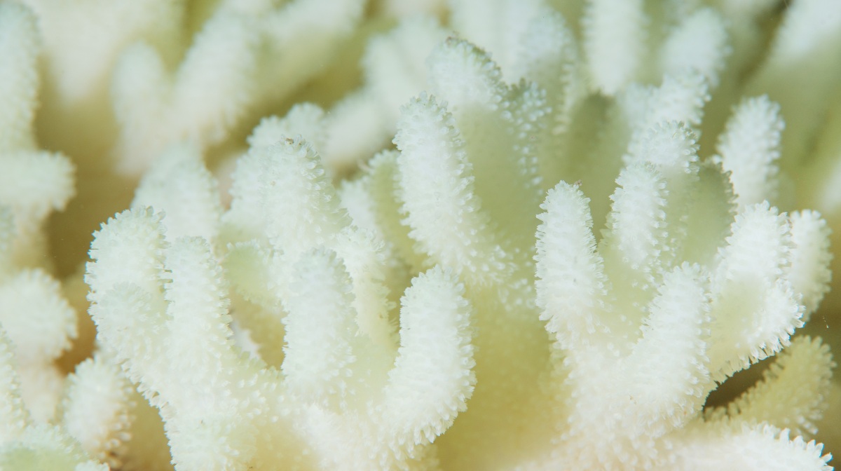 blanqueamiento de corales