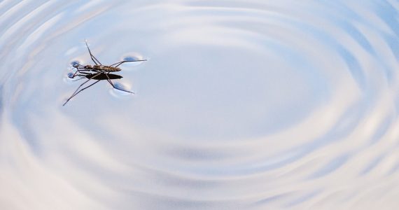 ¿Por qué algunos insectos pueden caminar sobre el agua?
