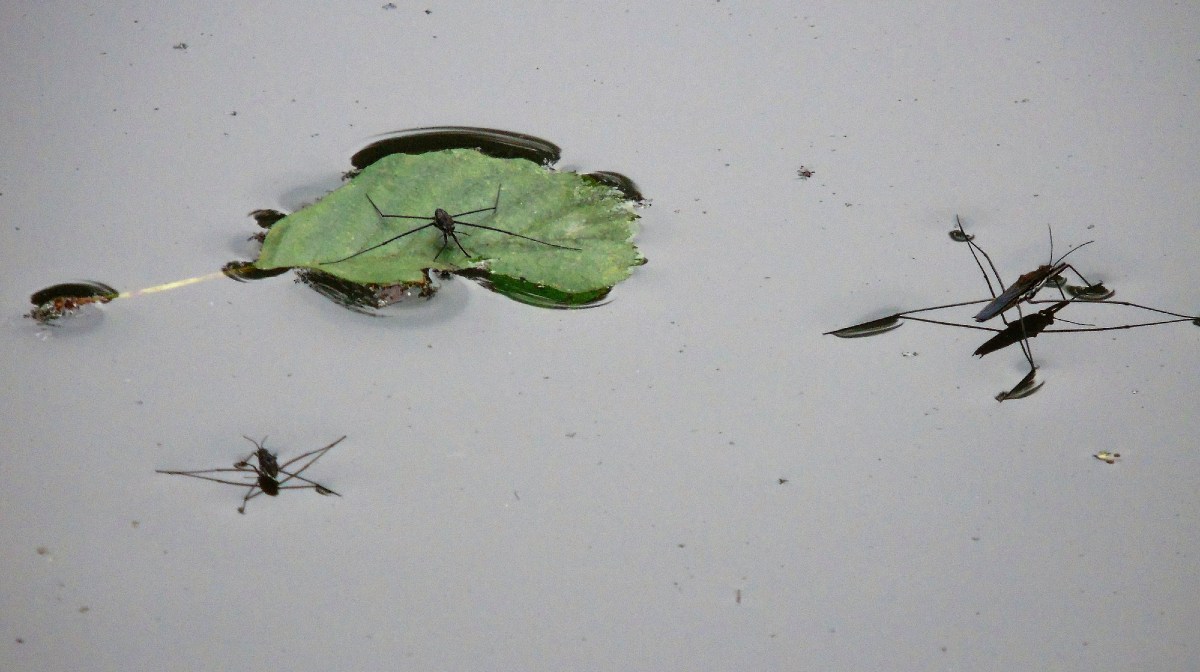 ¿Por qué algunos insectos pueden caminar sobre el agua?
