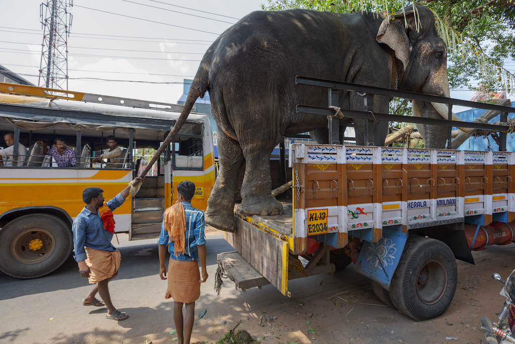 elefantes en India