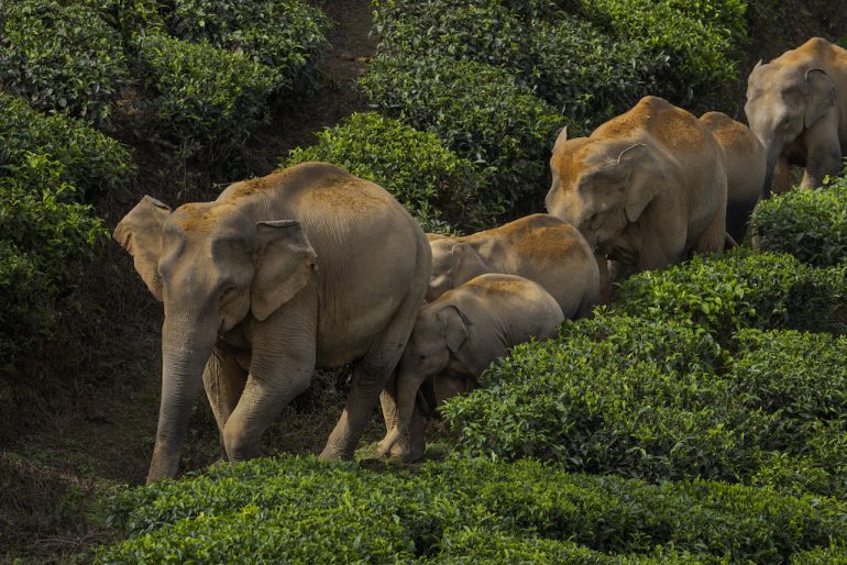 elefantes India