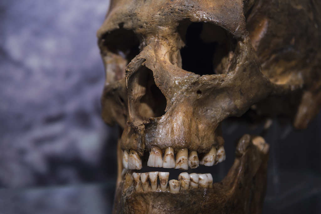 nariz neandertales