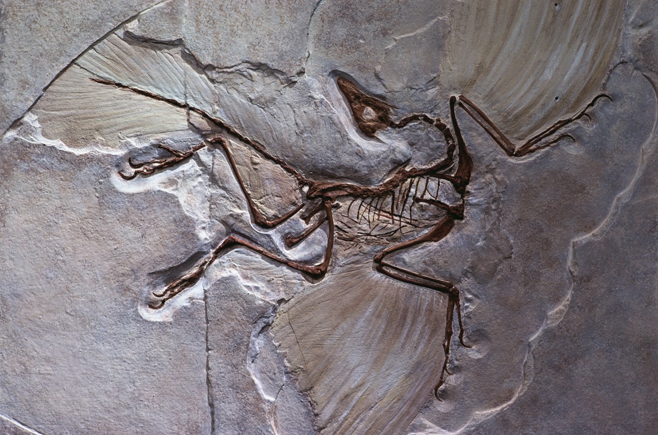 hoatzin ave fosil