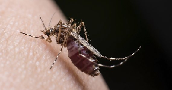 por qué pican los mosquitos