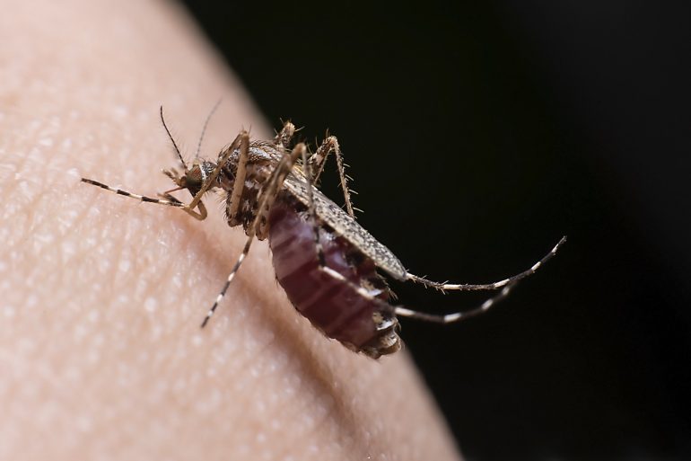 por qué pican los mosquitos