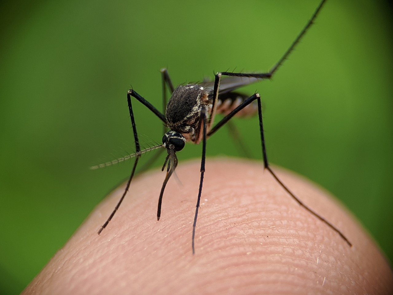 por qué pican los mosquitos a algunas personas