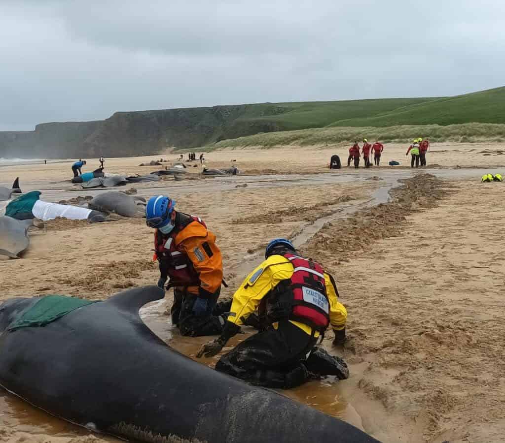 Ballenas varadas en Escocia