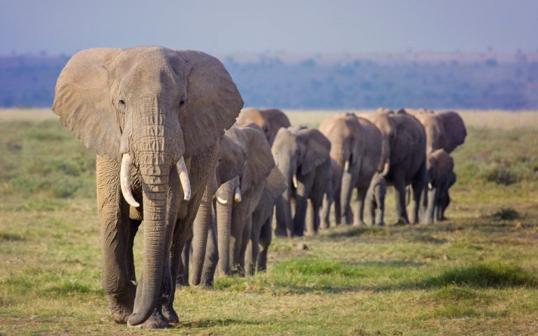 Elefantes africanos