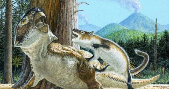 Epica pelea entre un mamífero y un dinosaurio
