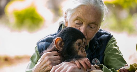 Jane Goodall chimpancés