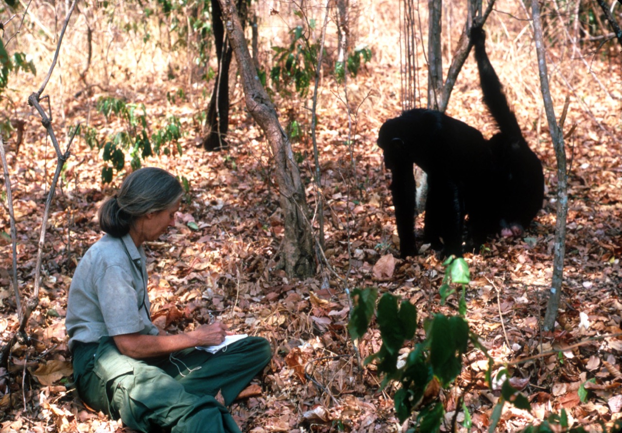 Jane-Goodall-chimpances-comportamiento