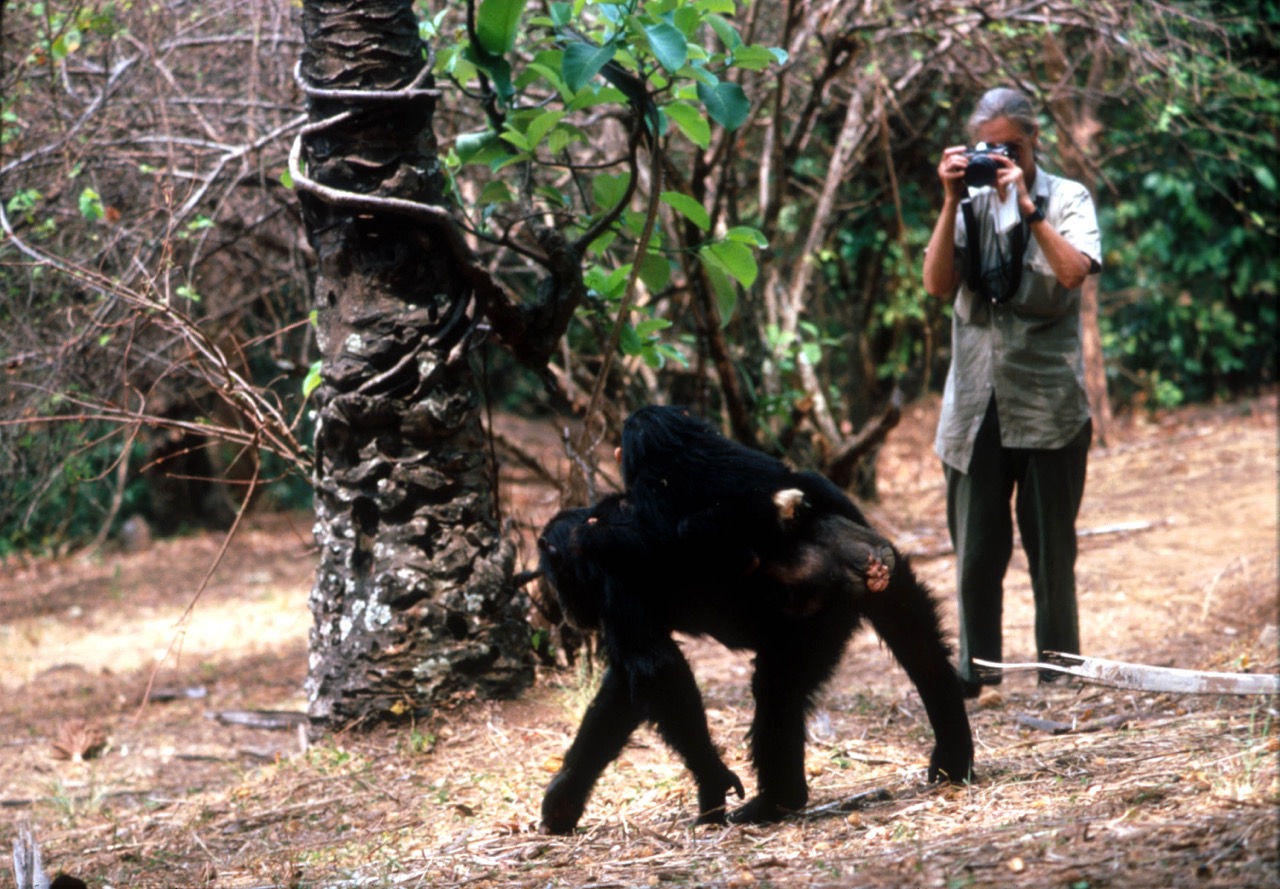 Jane-Goodall-chimpances-fotografia