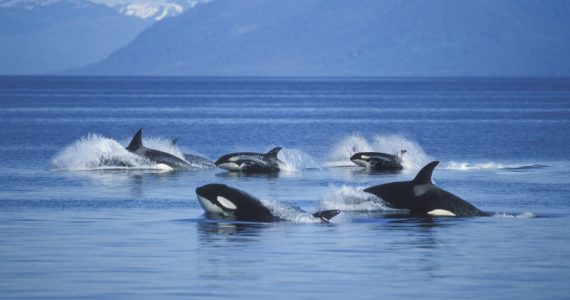 orcas posmenopáusicas protegen a sus hijos machos