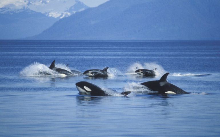 orcas posmenopáusicas protegen a sus hijos machos