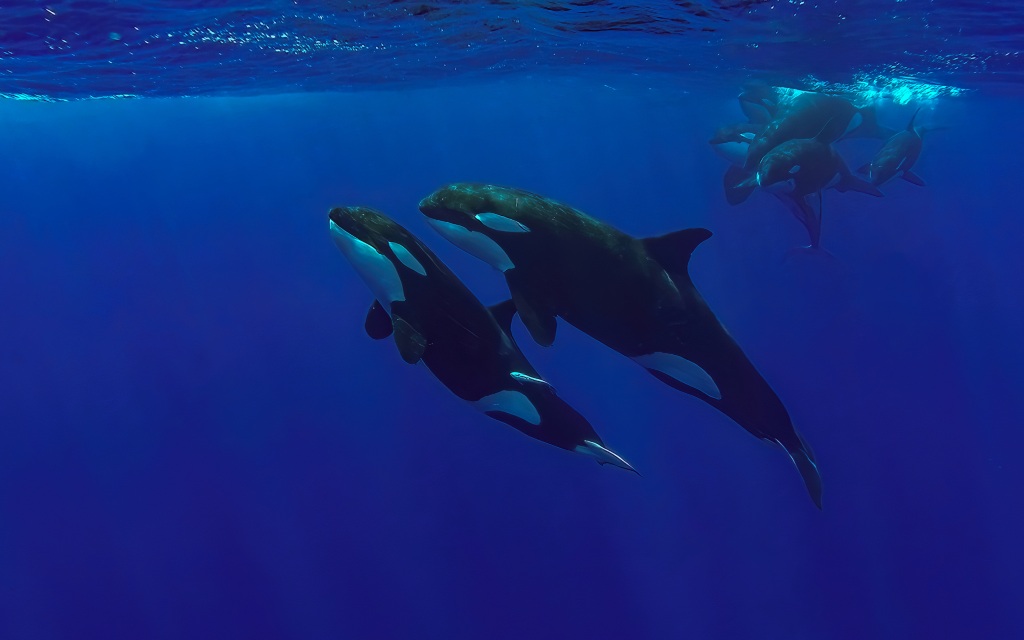Las orcas protegen a sus hijos