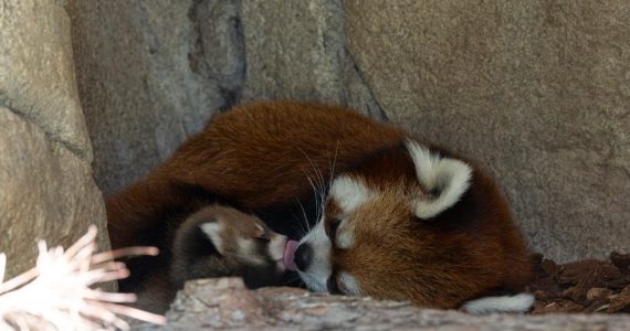 Panda rojo en el Zoológico de San Diego
