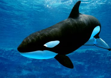 Por qué las orcas son asesinas
