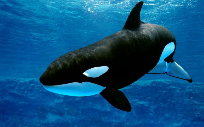 Por qué las orcas son asesinas