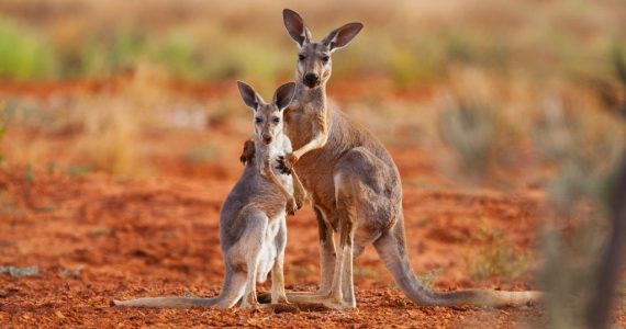 ¿Por qué solo hay canguros en Australia?
