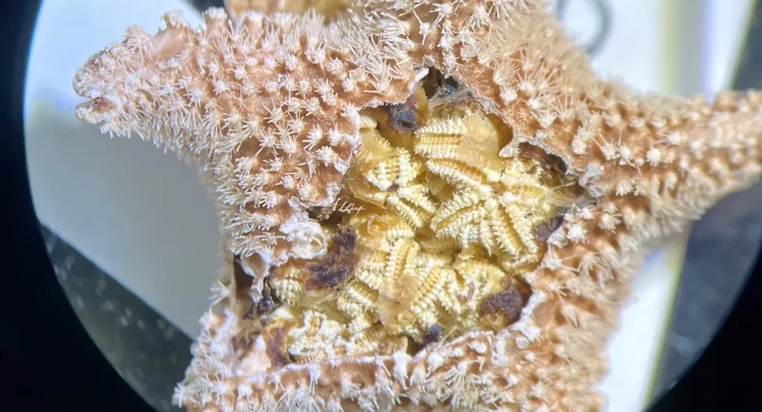 Qué hay dentro de una estrella de mar? - National Geographic en Español