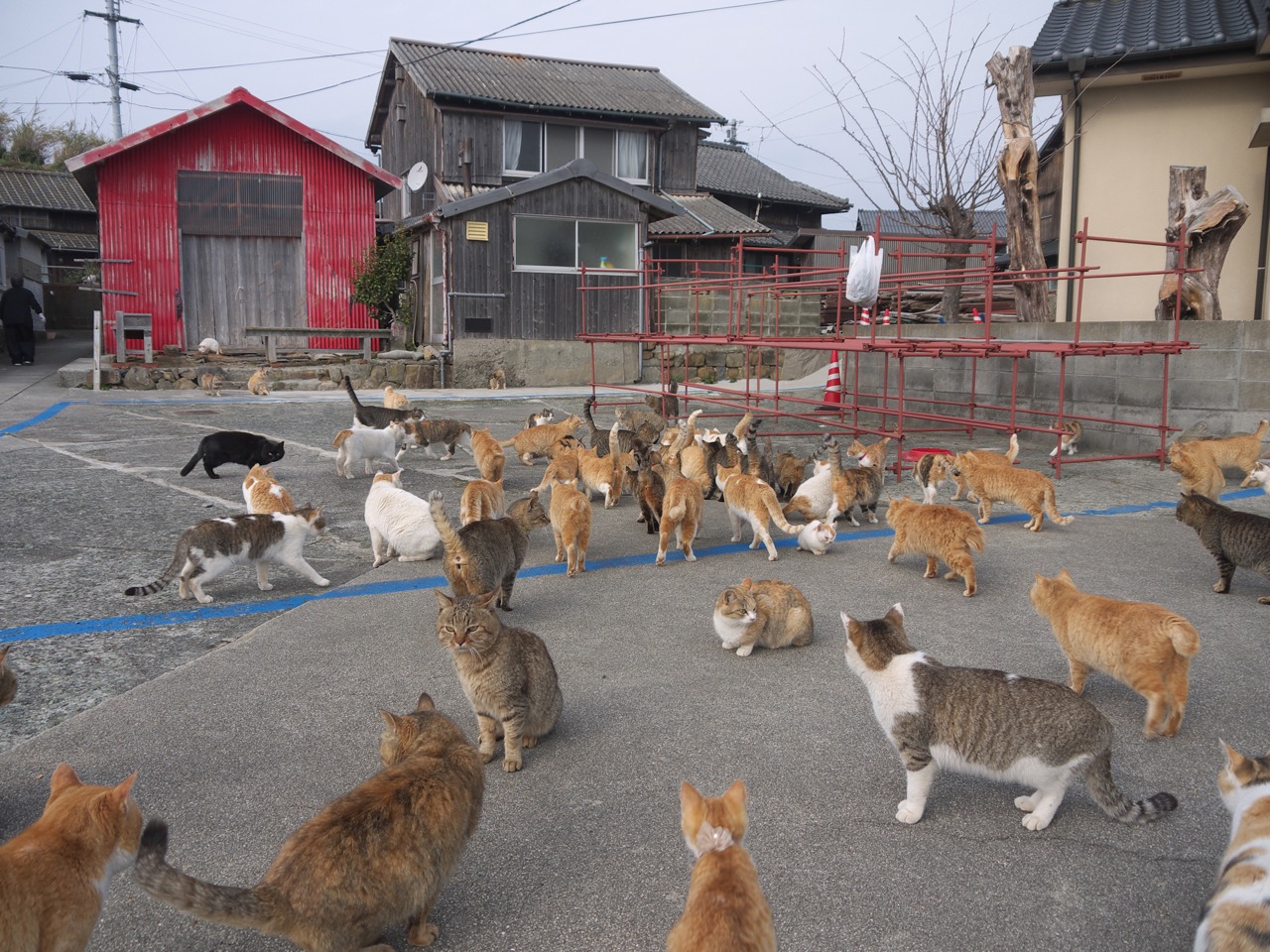 la isla de los gatos japon