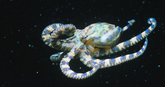 Los animales más venenosos del mar