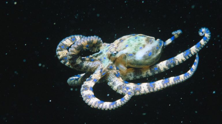 Los animales más venenosos del mar