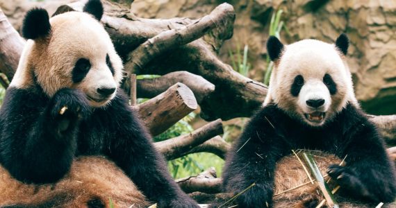 Pandas bambú
