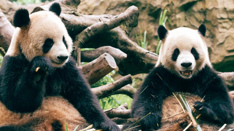 Pandas bambú